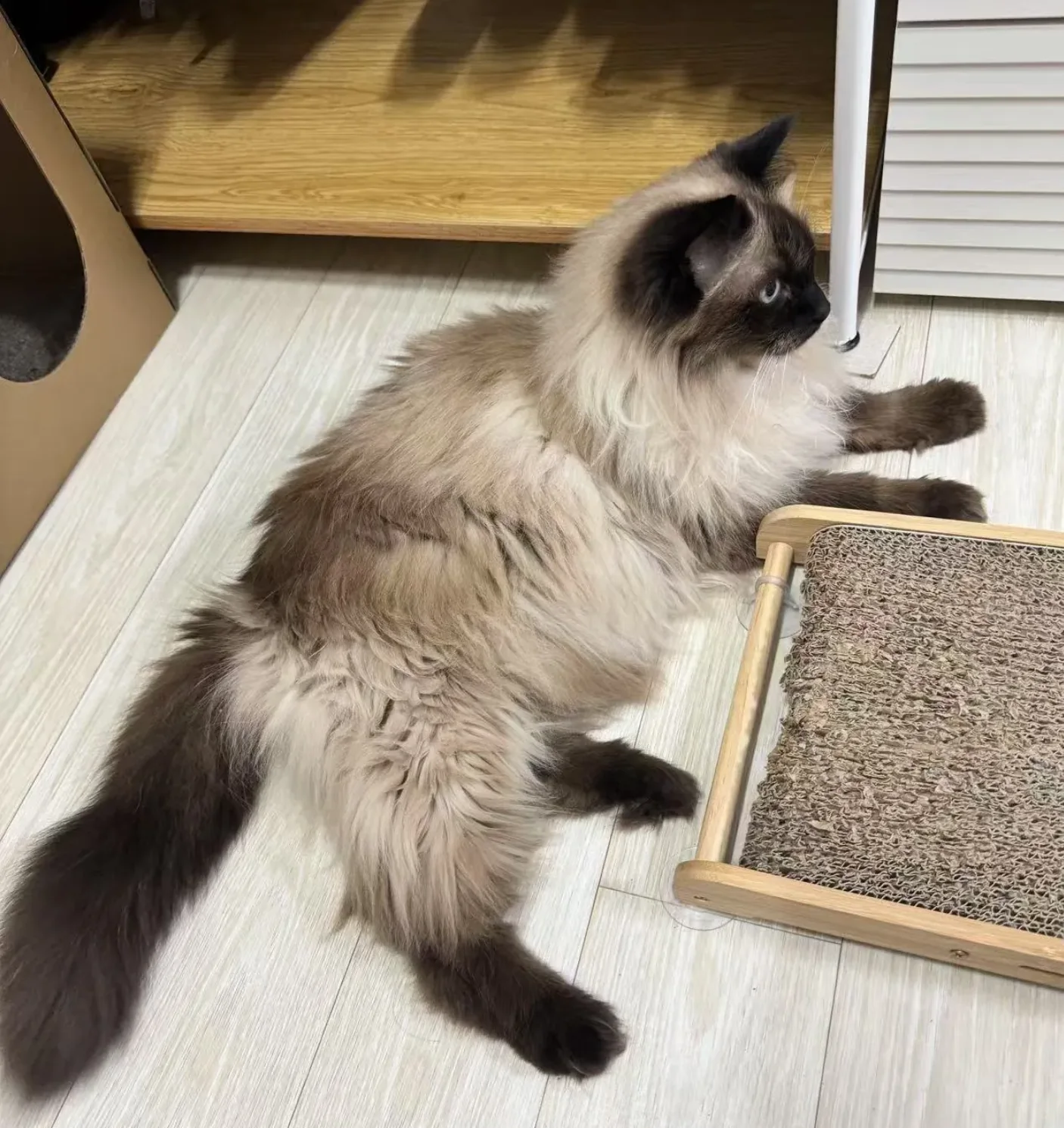 等在门口的两只猫