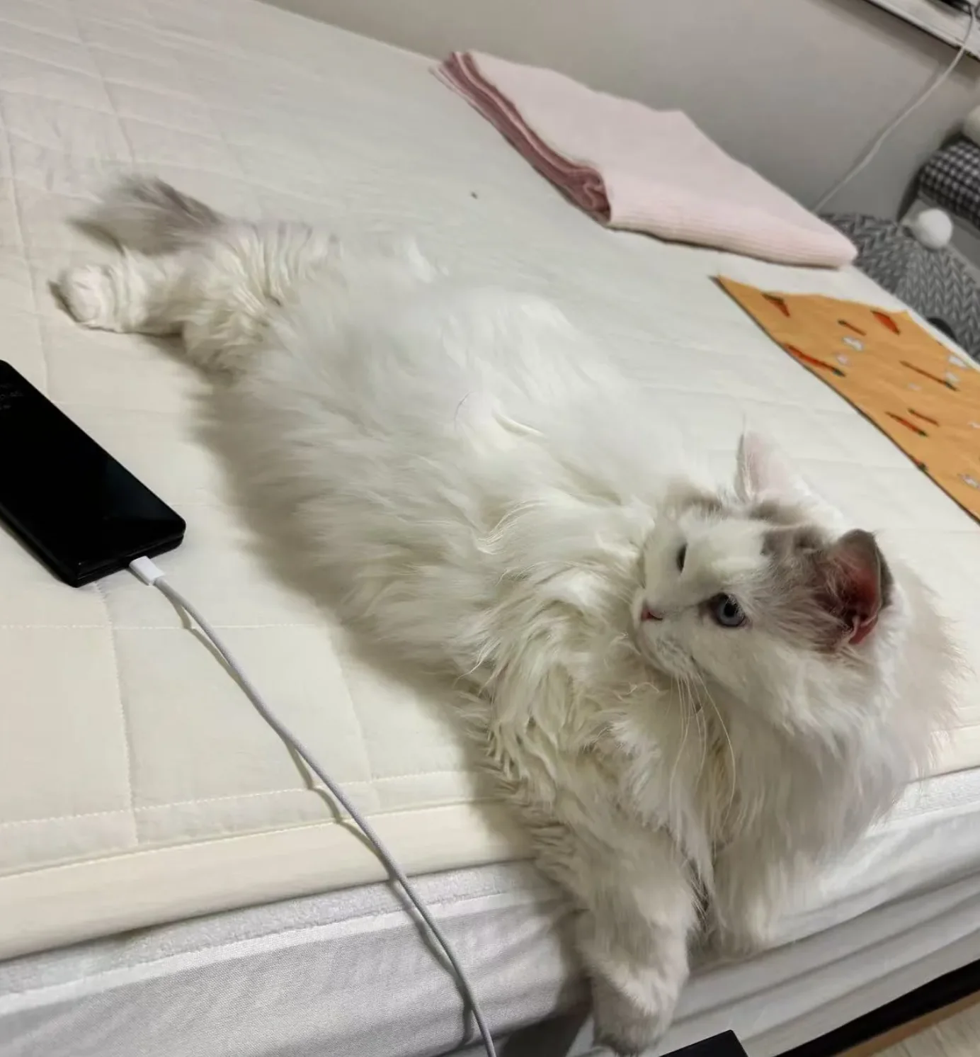 猫碗旁的普通夜晚