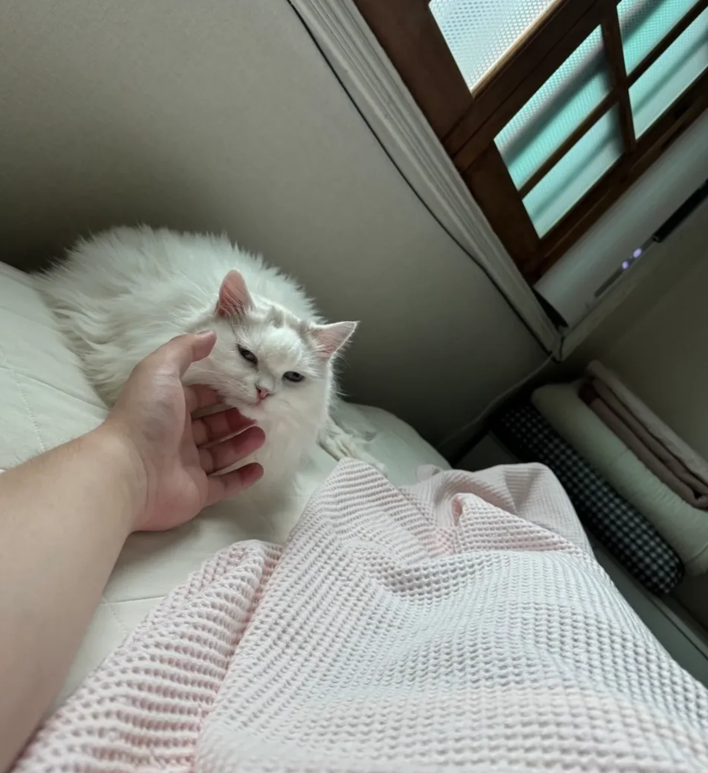 清晨守在床边的汤圆